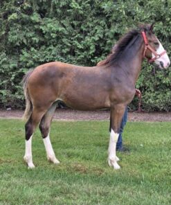 ARRAN - Clydesdale/Hackney X Filly