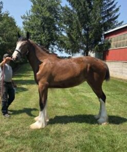 ASHLANE KINGS JOYCEY - F76533