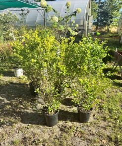 5 Golden California Privet