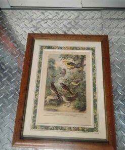 Framed bird picture