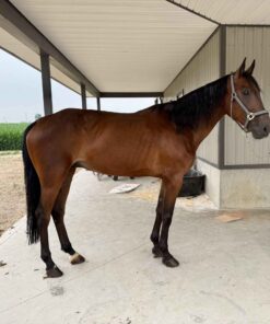 9 Year Old Crossbred Gelding