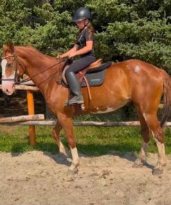 8 Year Old Warmblood Gelding