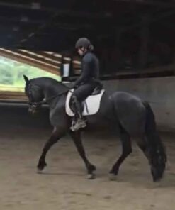 6 Year Old Friesian Sport Horse Gelding