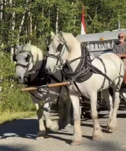 13 Year old Percheron Gelding