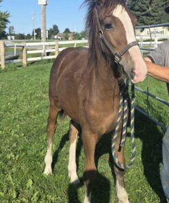 ISLA- Hackney/Clydesdale Cross Filly