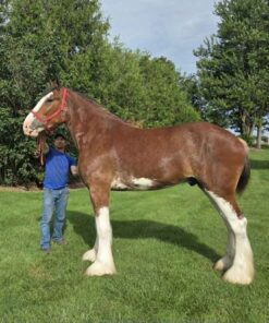 JAX - 4 YEAR OLD GELDING