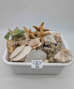 Star fish, sand dollars, conch shells and more
