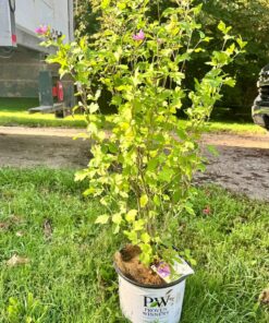 Rose of Sharon