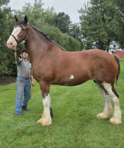 STARR LANCELOT LADY STELLA - F74726