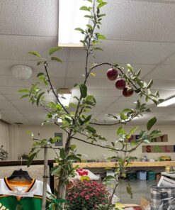 Apple Tree