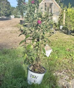 Butterfly Bush