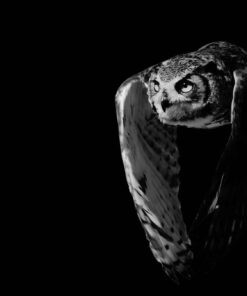 SUE CONNOR'S OWL PRINT