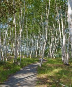 BIRCH TREES BY SUE CONNOR