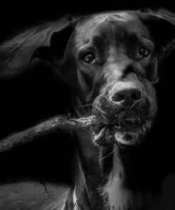 GOOFY LAB PRINT BY SUE CONNOR