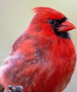 CARDINAL PRINT BY SUE CONNOR