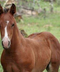 FOAL PRINT BY SUE CONNOR