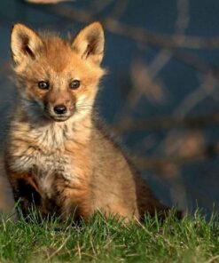 FOX FAMILY PRINTS BY SUE CONNOR