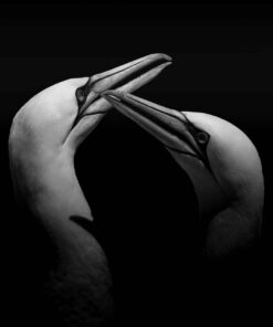 GANNET BIRDS PRINT BY SUE CONNOR