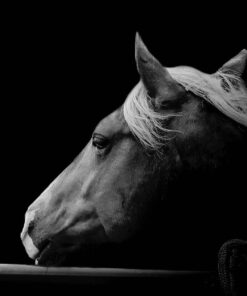 PALOMINO IN BLACK & WHITE HORSE PRINT
