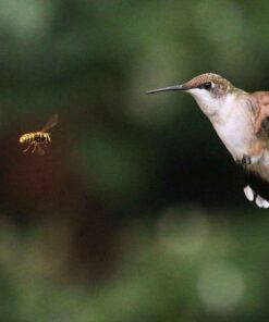 HUMMINGBIRD PRINT BY SUE CONNOR