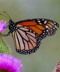 BUTTERFLY PRINT BY SUE CONNOR