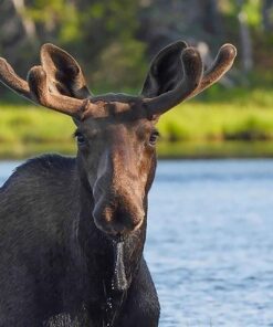 MOOSE PRINT BY SUE CONNOR