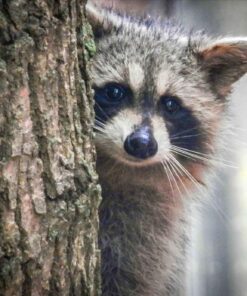 RACCOON PRINT BY SUE CONNOR
